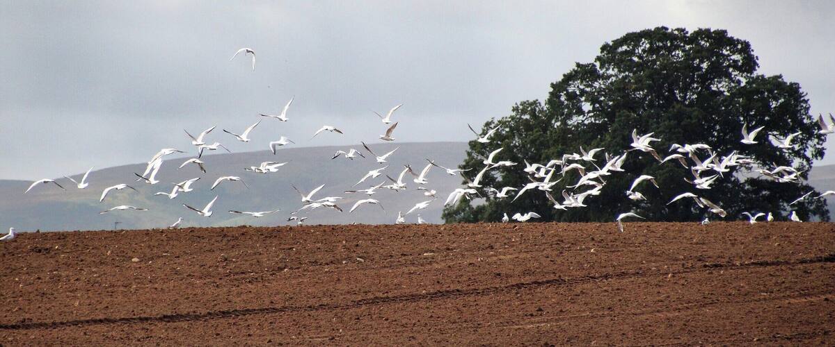 A flock of birds flying over a plowed field with a tree and mountains in the background.