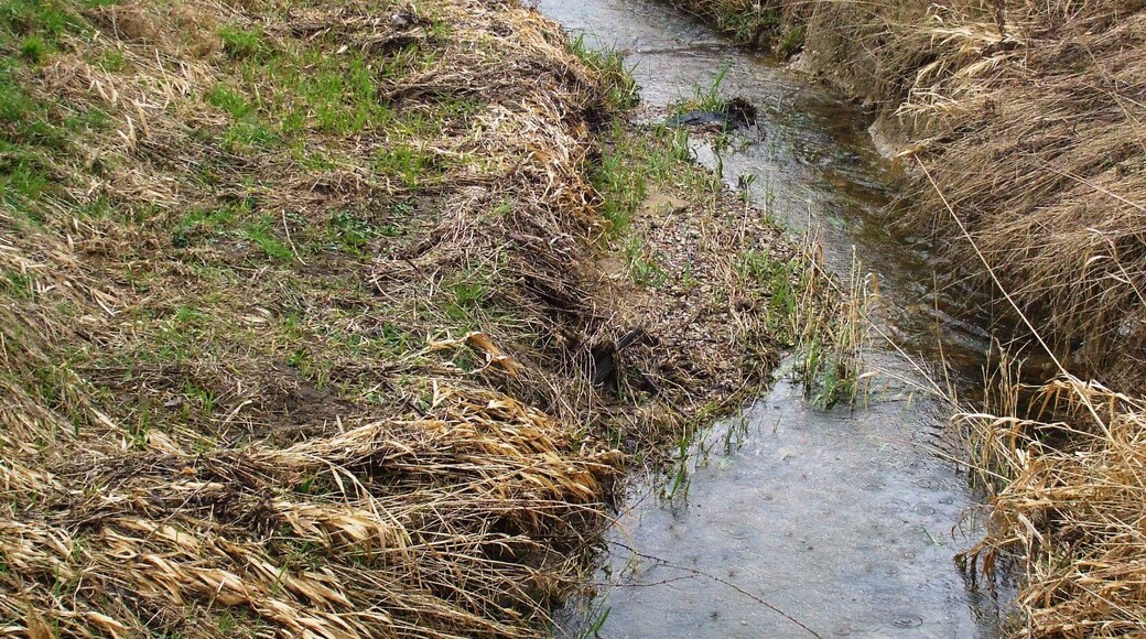 River Wissey, Ivy Todd At the end of Watery Lane, where the river separates from the road.