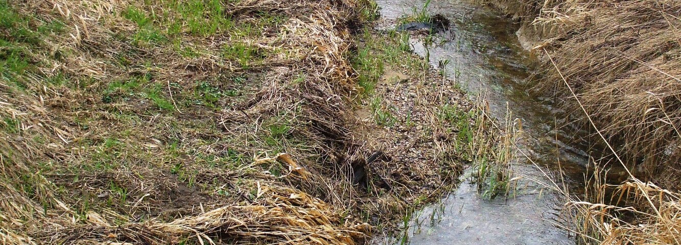 River Wissey, Ivy Todd At the end of Watery Lane, where the river separates from the road.