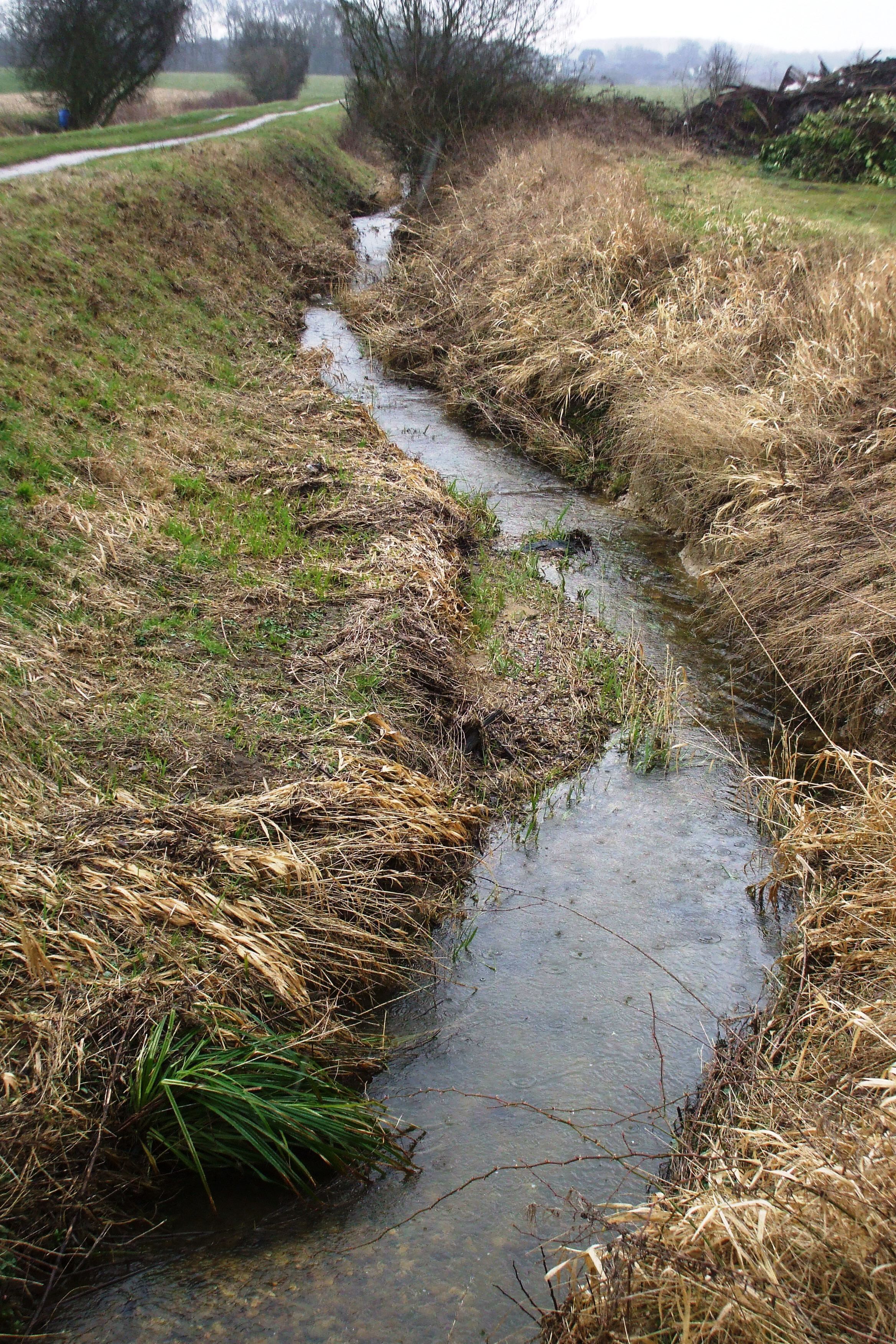 A narrow stream with overhanging branches and dry grass on either side.