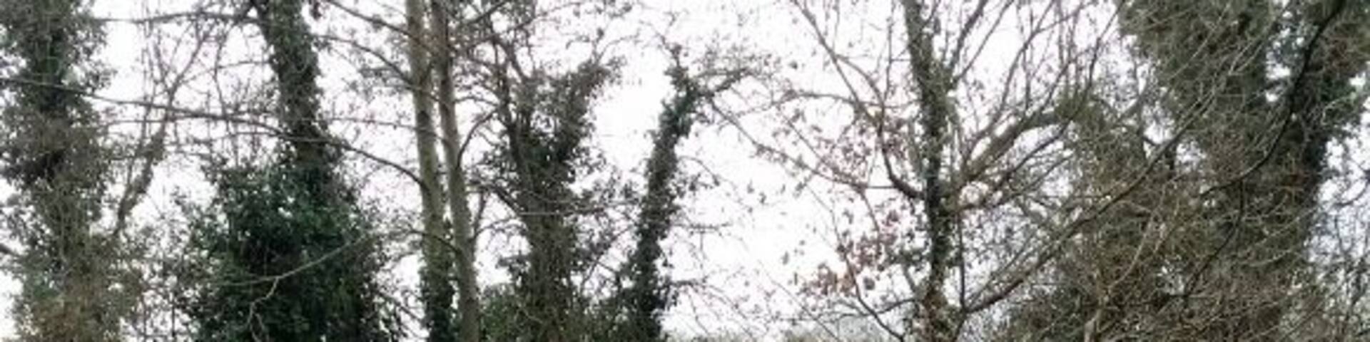 Dog walking and cycling park with lakes, rivers, woods, fields and a great little cafe that sells homemade burgers (including the veggie kind) and dog biscuits.