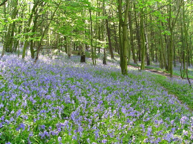 A forest with a carpet of purple flowers and tall trees.