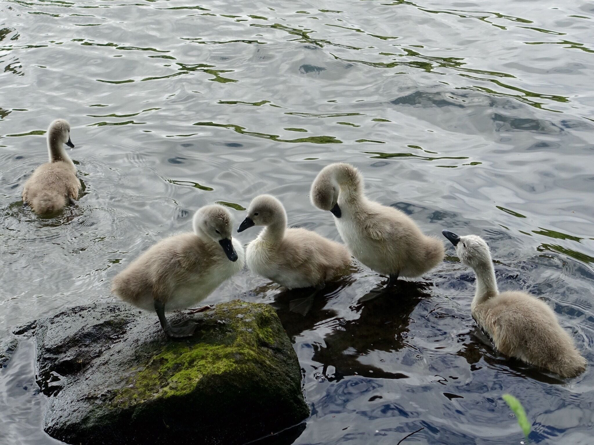 Gorgeous little cygnets swimming around Newmillerdam, Wakefield