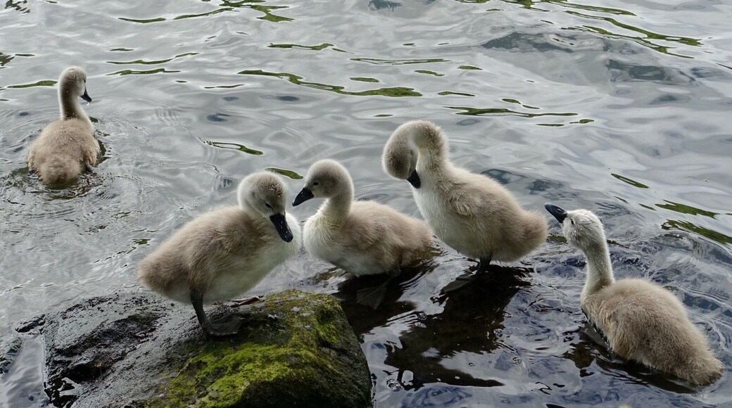 Gorgeous little cygnets swimming around Newmillerdam, Wakefield