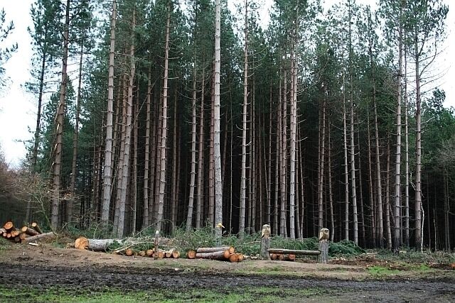 Haw Park Wood Near to the centre of the wood is this track junction, recently made muddy by the passage of forestry vehicles, next to which stands a wooden seat ended with two carved owls.