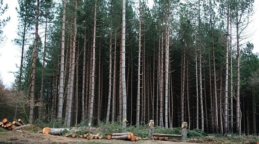 Haw Park Wood Near to the centre of the wood is this track junction, recently made muddy by the passage of forestry vehicles, next to which stands a wooden seat ended with two carved owls.