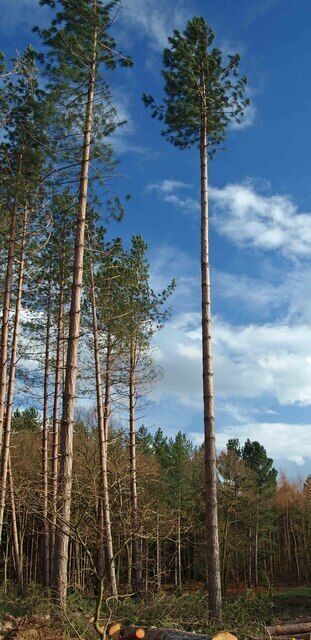 Tall, slender trees in a forest with a clear blue sky.