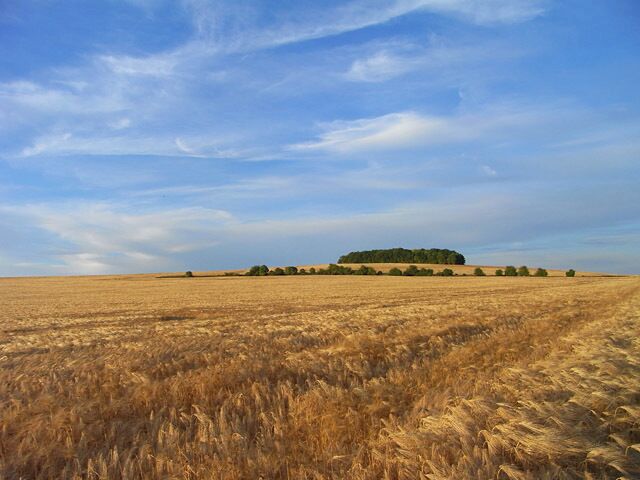 Farmland, North Stoke Ripening barley on White Hill with its small copse on the brow of the hill.