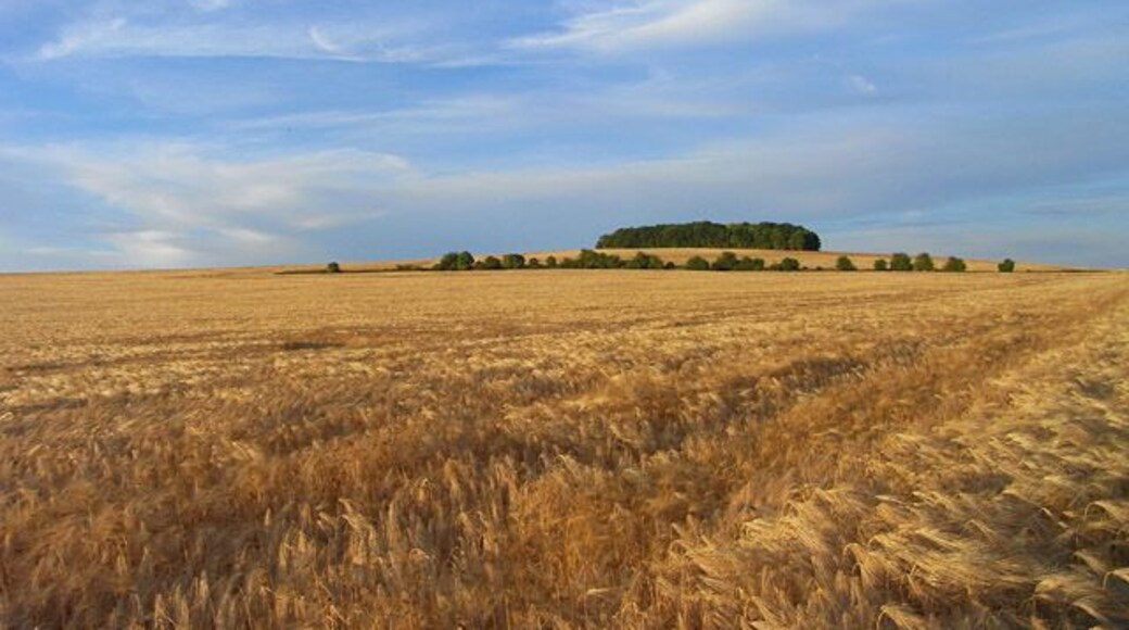 Farmland, North Stoke Ripening barley on White Hill with its small copse on the brow of the hill.
