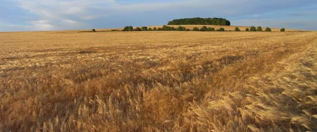 Farmland, North Stoke Ripening barley on White Hill with its small copse on the brow of the hill.
