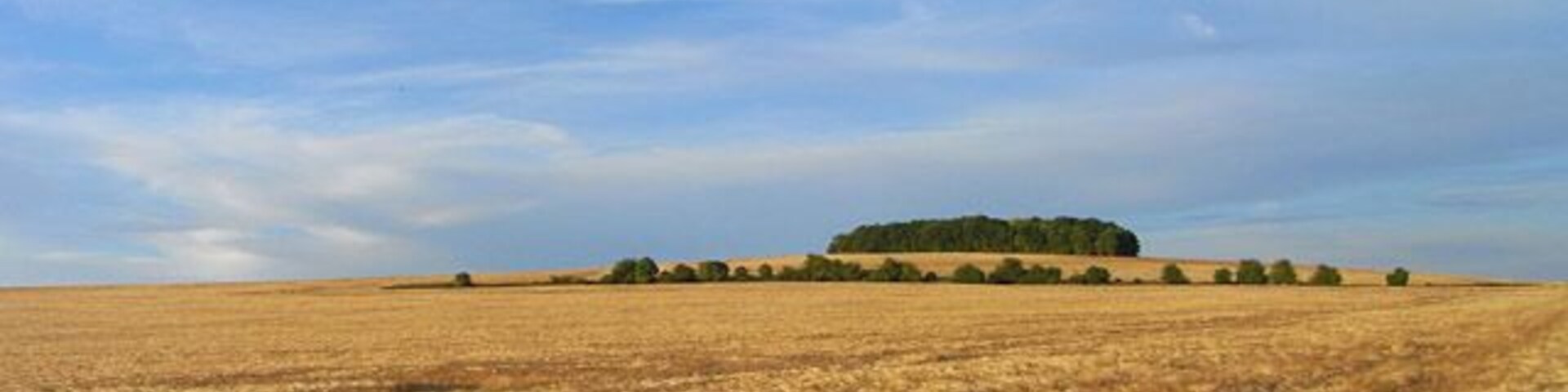 Farmland, North Stoke Ripening barley on White Hill with its small copse on the brow of the hill.