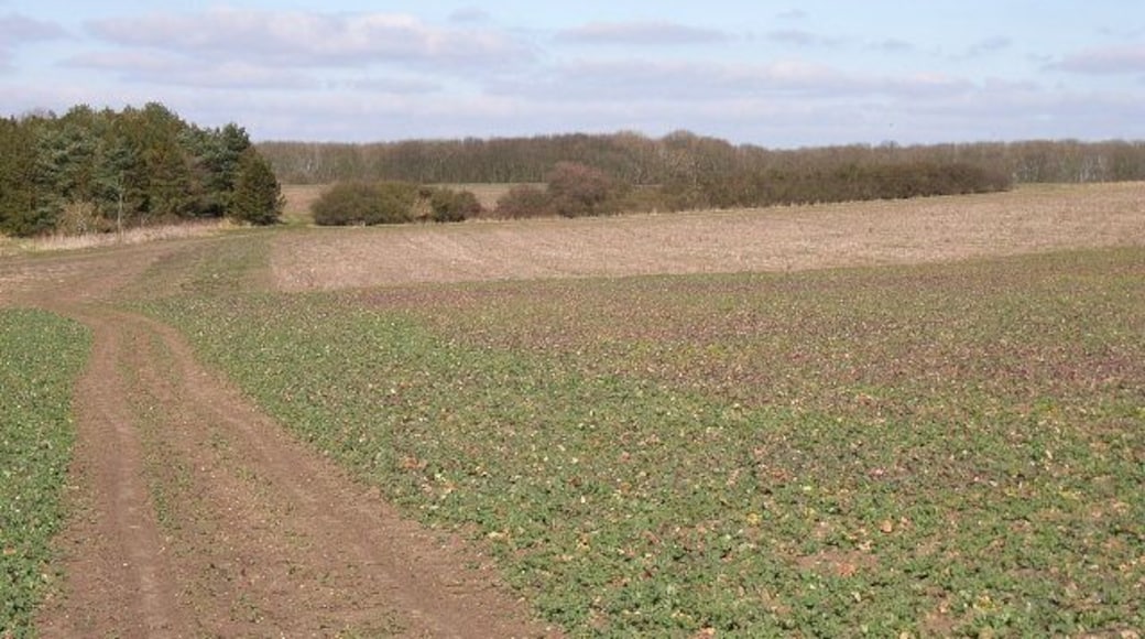 Little Holcombe. The near trees mark the former site of Little Holcombe Farm. Little Holcombe Covert is the wood in the distance.