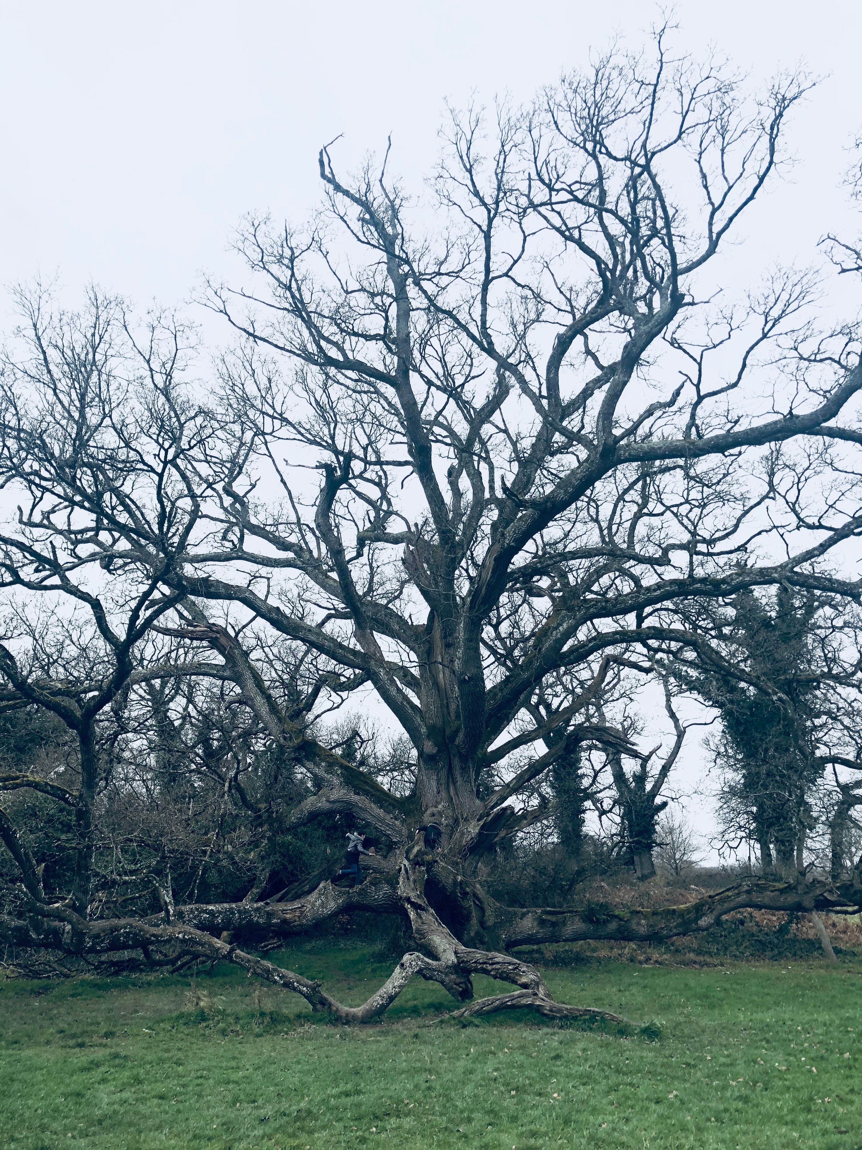 Un grand arbre sans feuilles, doté d’un tronc épais et de branches qui s’étendent de tous côtés.