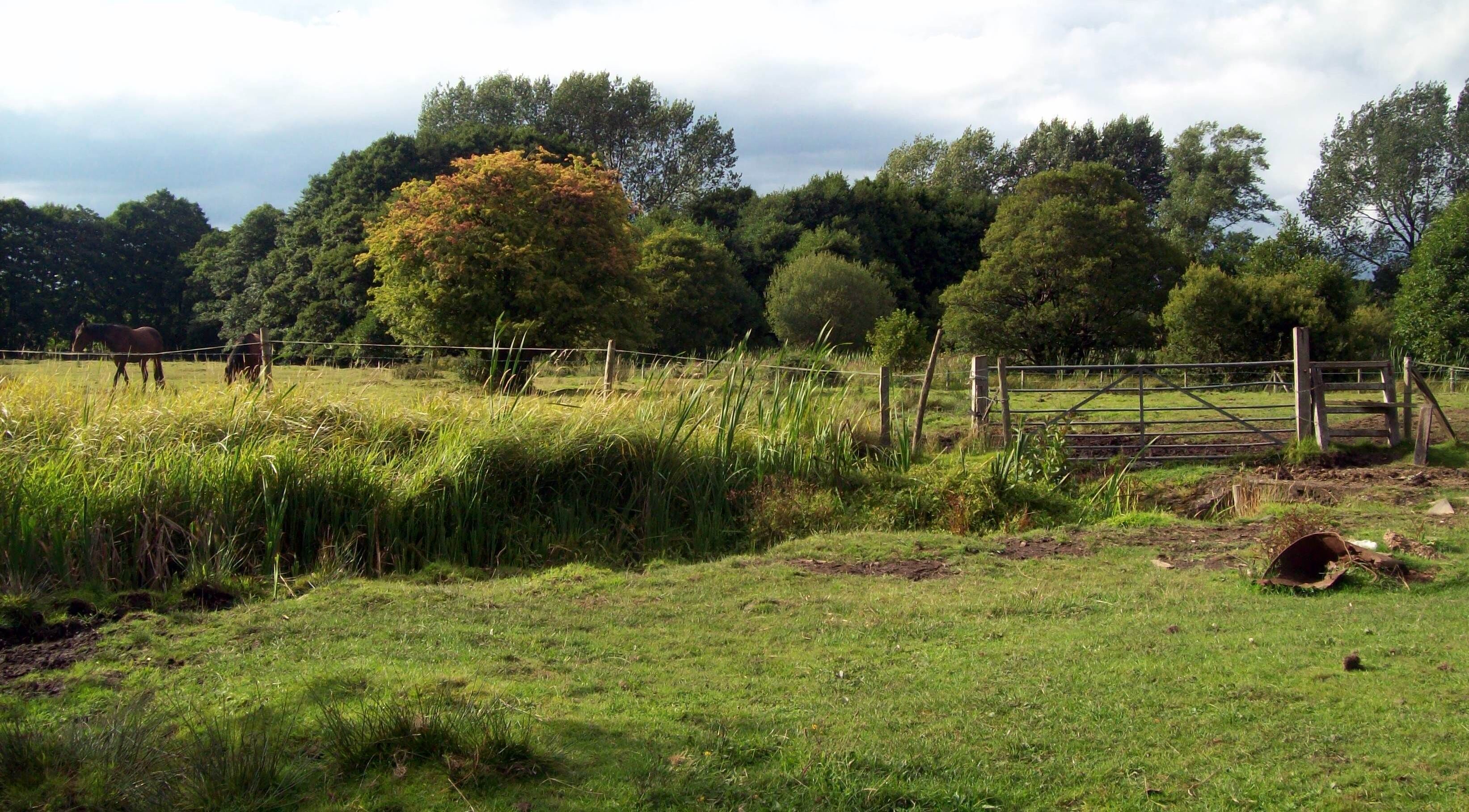 View of Jockey Fields SSSI, Walsall Wood, West Midlands, England: Showing bridge over ditch, grazing horses in field beyond; against a background of deciduous trees.