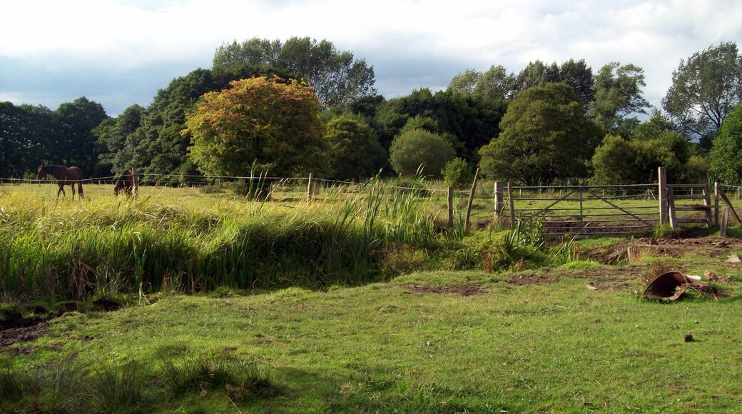 View of Jockey Fields SSSI, Walsall Wood, West Midlands, England: Showing bridge over ditch, grazing horses in field beyond; against a background of deciduous trees.