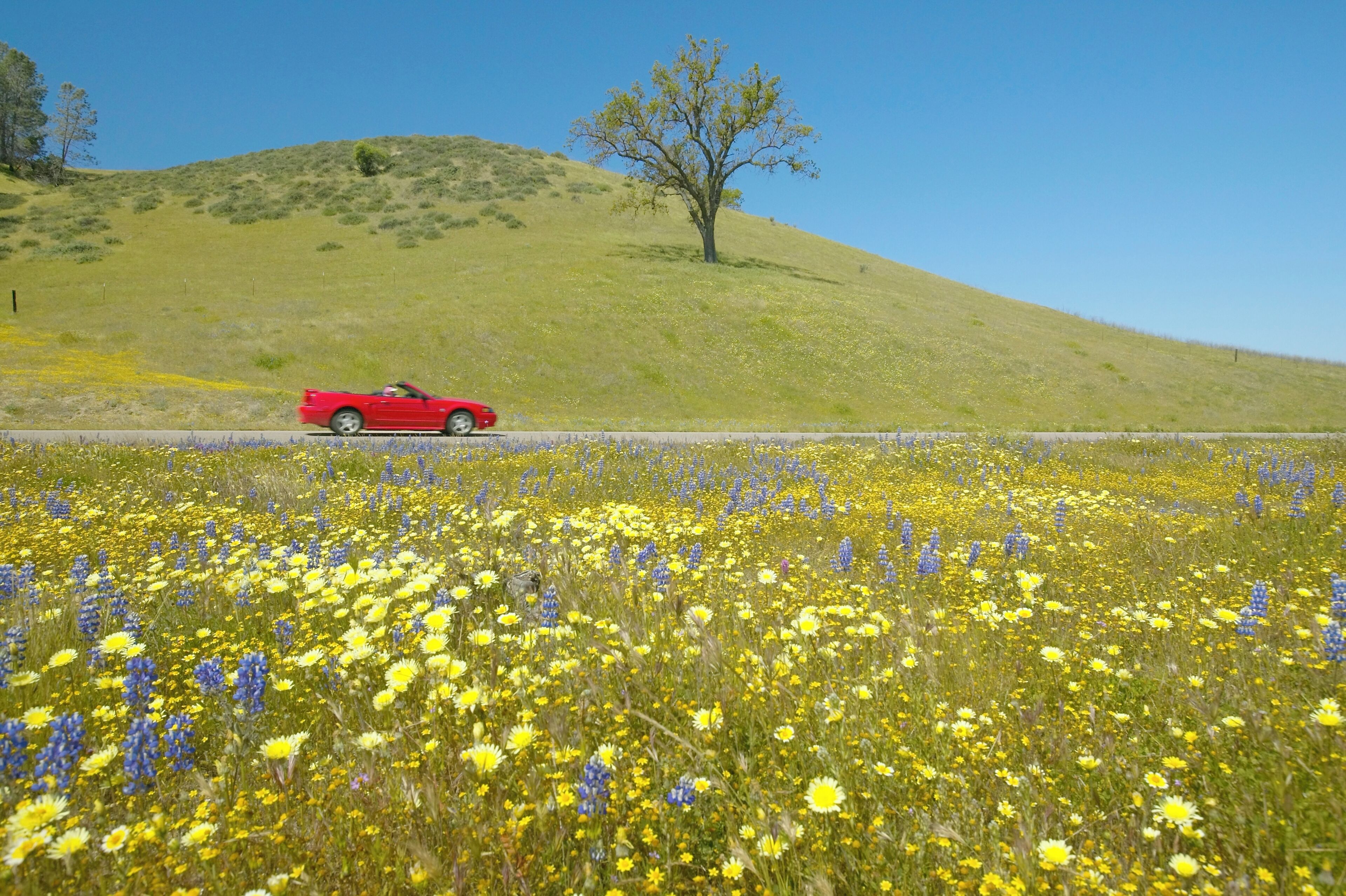 Red convertible driving past colorful bouquet of spring flowers blossoming off Route 58 on Shell Creek road, West of Bakersfield in CA