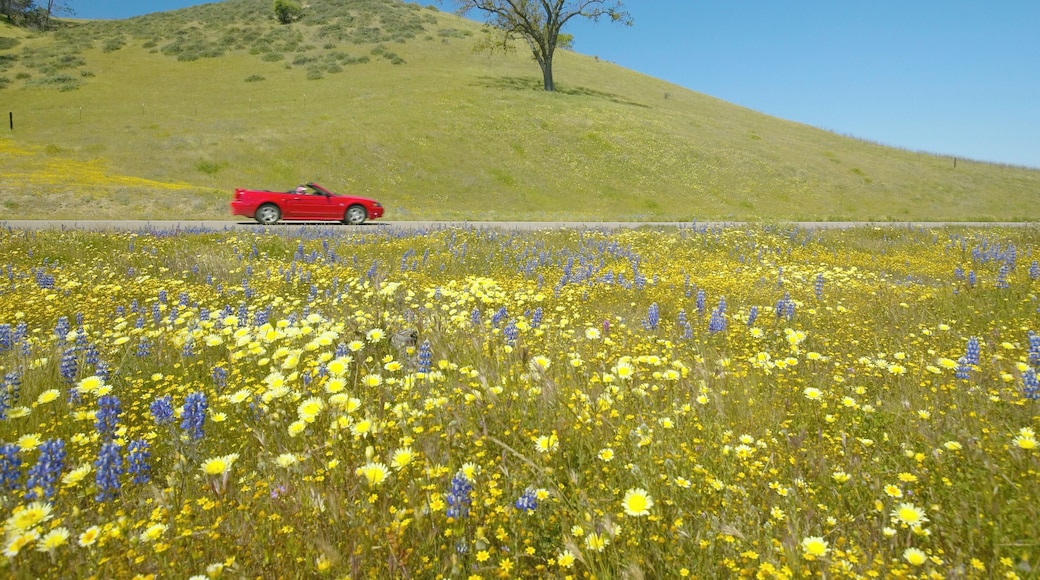 Red convertible driving past colorful bouquet of spring flowers blossoming off Route 58 on Shell Creek road, West of Bakersfield in CA