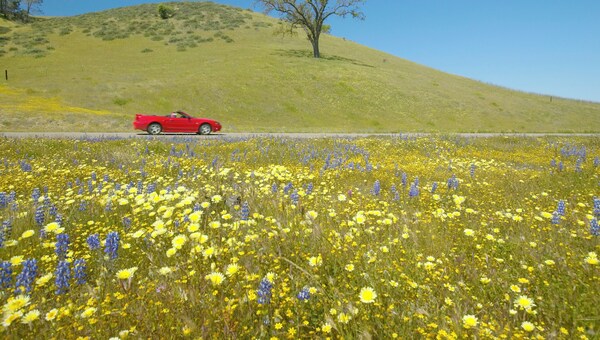 Red convertible driving past colorful spring flowers off Route 58 near Bakersfield