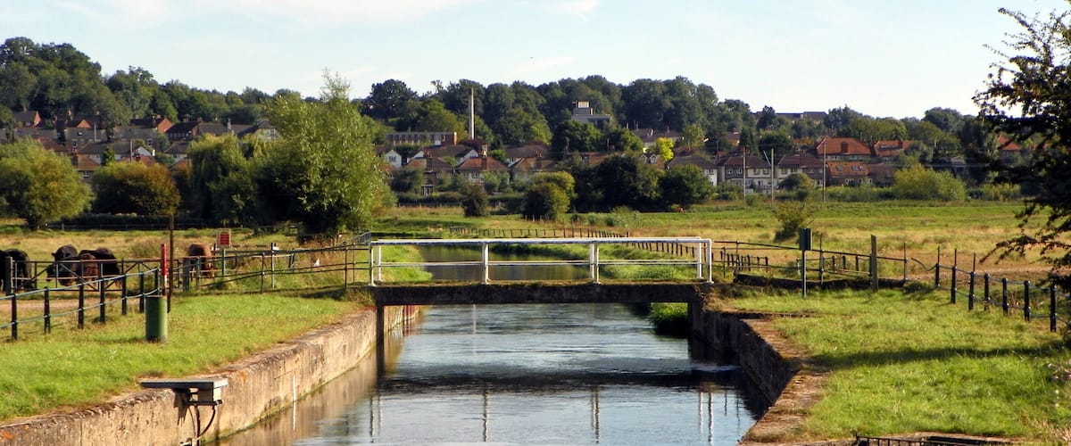 New River, King's Meads nature reserve with cattle, and Hertford town.