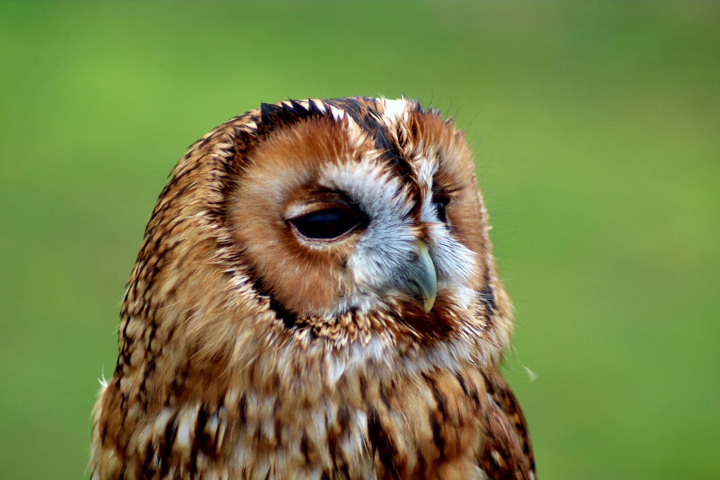 A little Tawny Owl Shot with a Canon 1300d at 1/160th of a second and at an aperture of f4.0. This is probably one of my favourite shots!