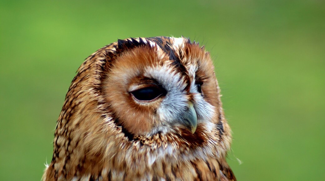 A little Tawny Owl Shot with a Canon 1300d at 1/160th of a second and at an aperture of f4.0. This is probably one of my favourite shots!