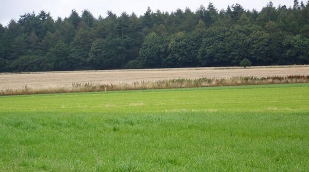 Grass field near Horningsham The field has been recently mown for hay or silage. The barley field is still to be harvested.