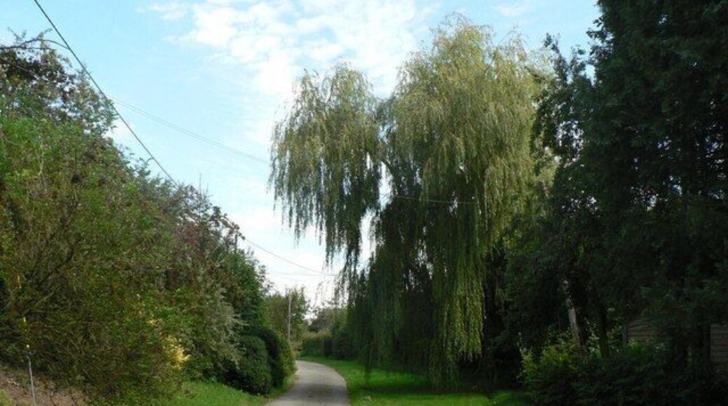 Knook: main street A large willow dominates the main street in Knook.