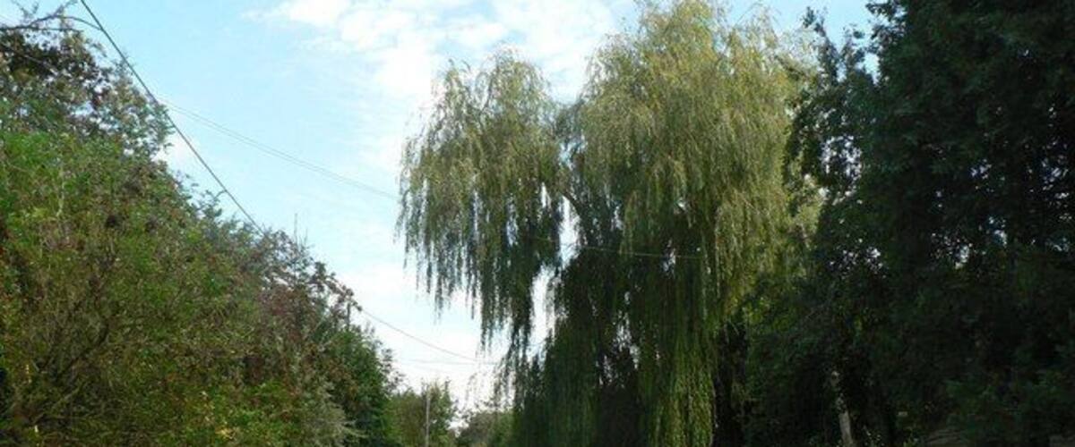 Knook: main street A large willow dominates the main street in Knook.