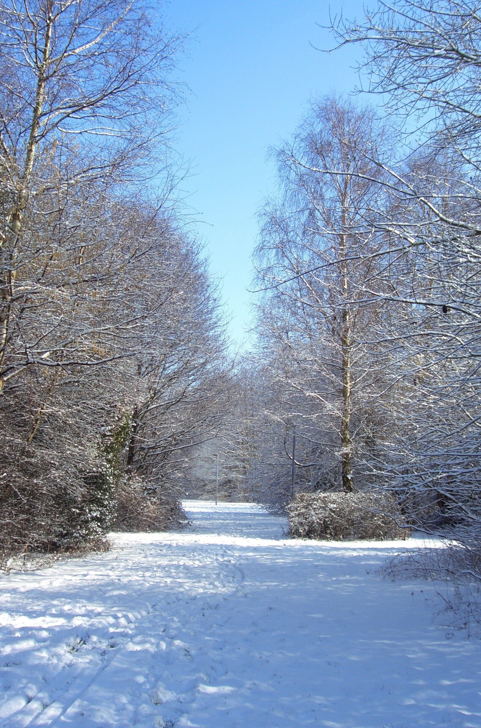 The woodland near Callands  where we used to live.