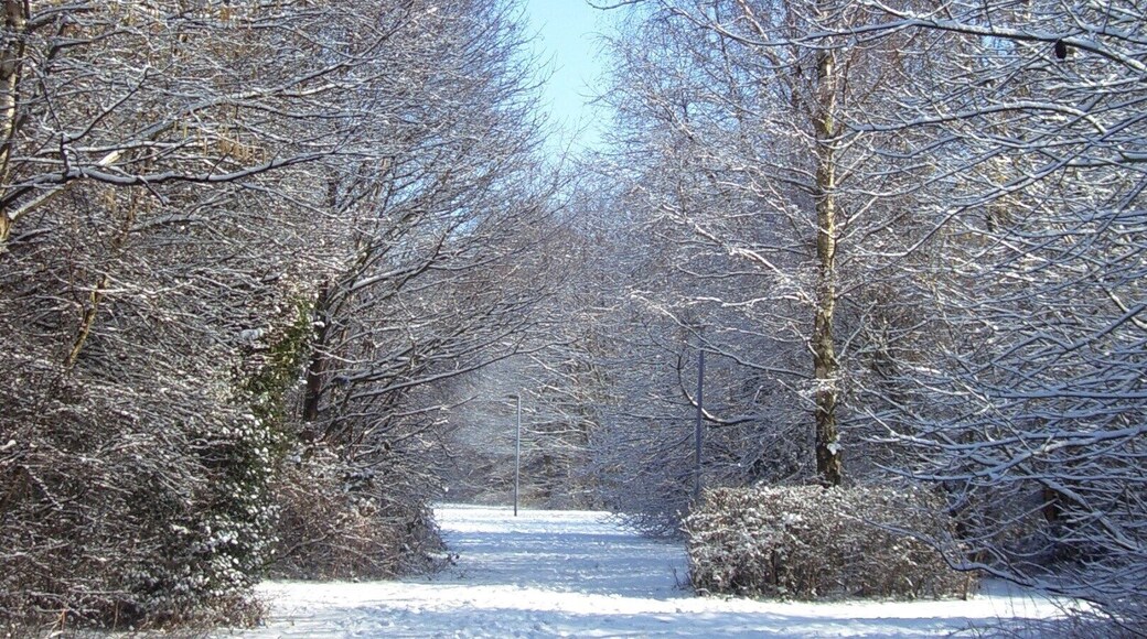 The woodland near Callands where we used to live.