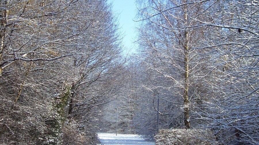 The woodland near Callands where we used to live.