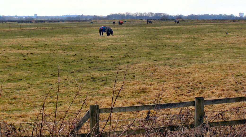 Horses grazing, fields at Hatton