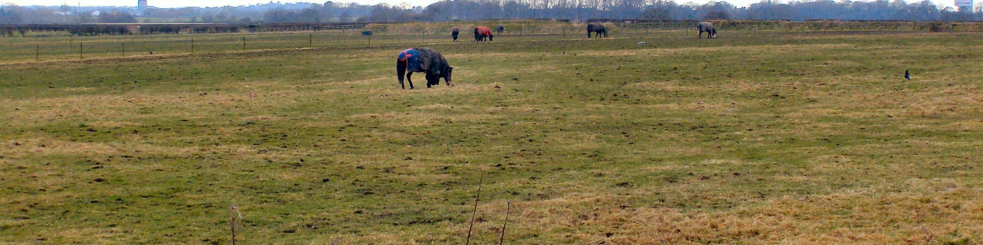 Horses grazing, fields at Hatton