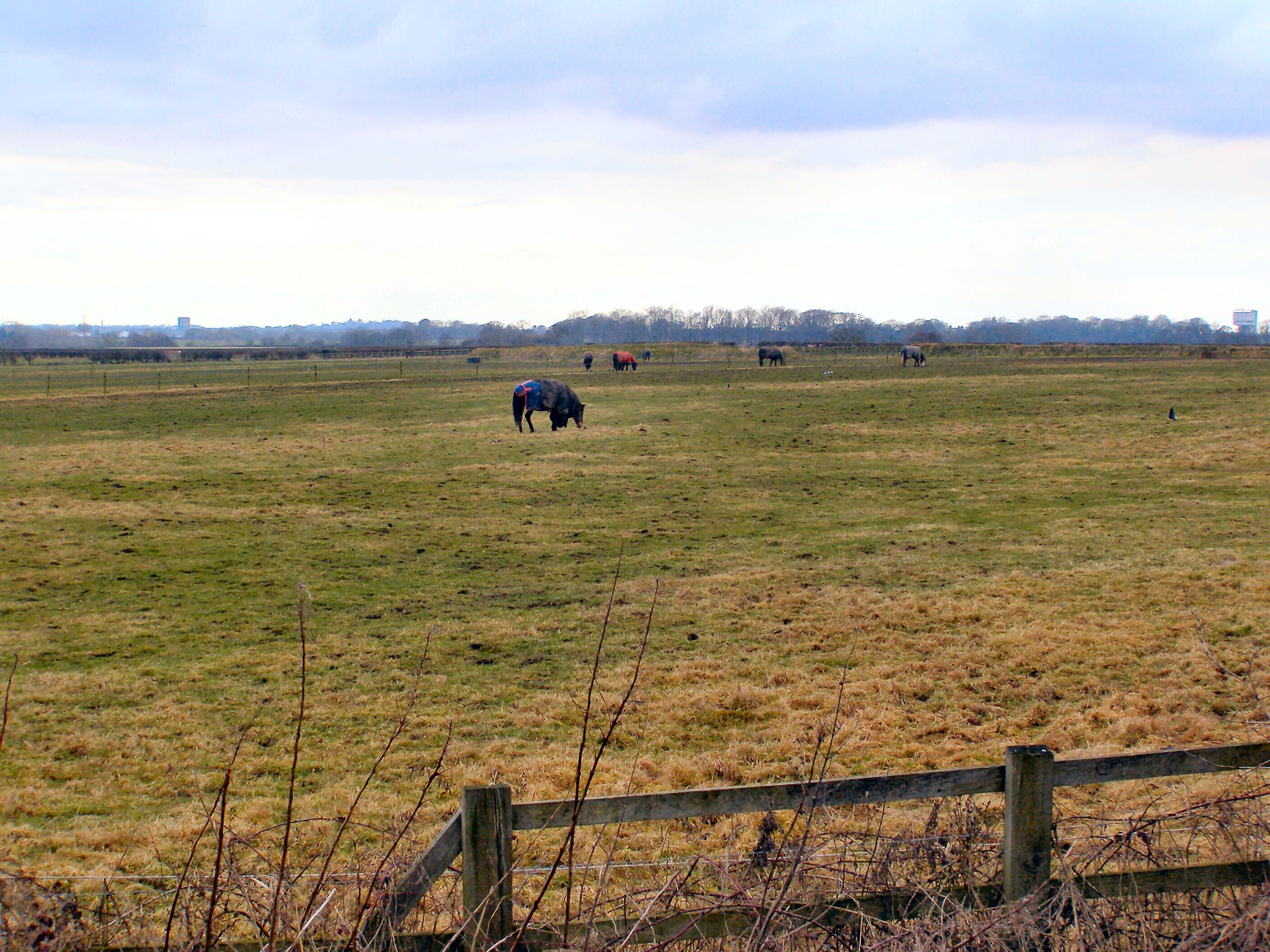 A wide-open field with several horses grazing.