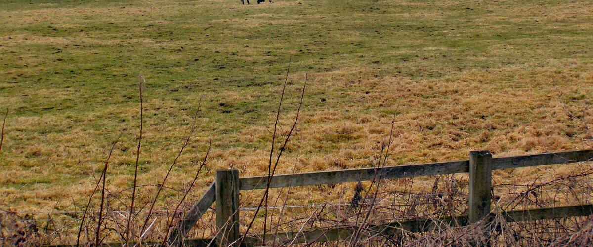 A wide-open field with several horses grazing.