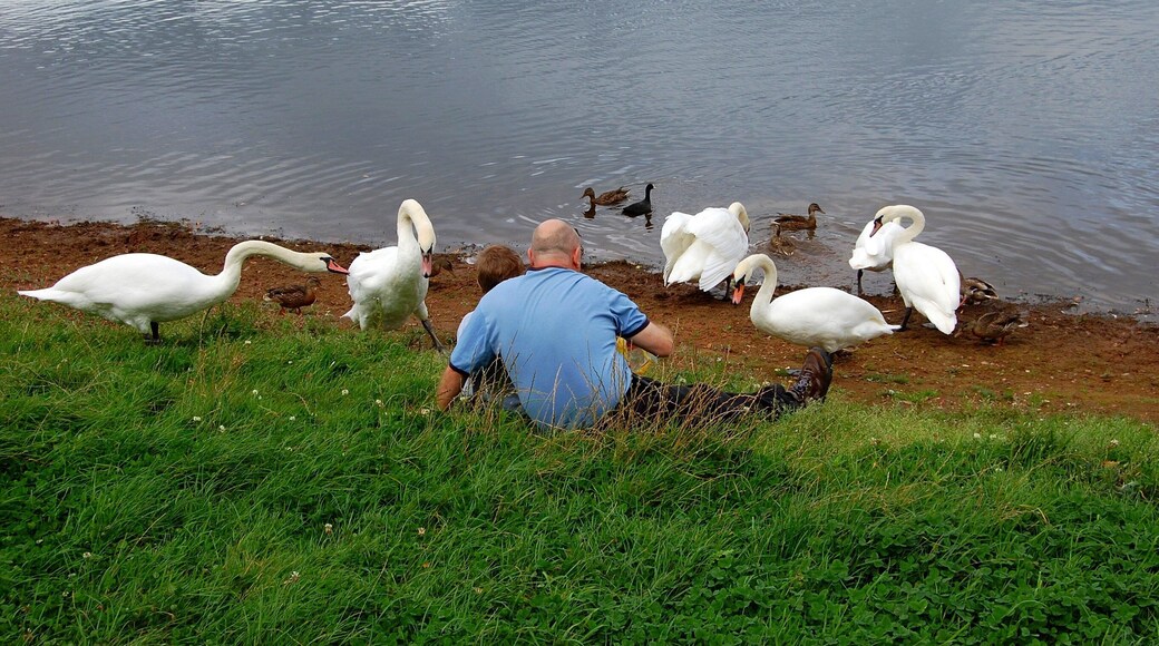 Taken in Croft nr Warrington Cheshire. Amazing attraction that a few slices of stale bread can provide.