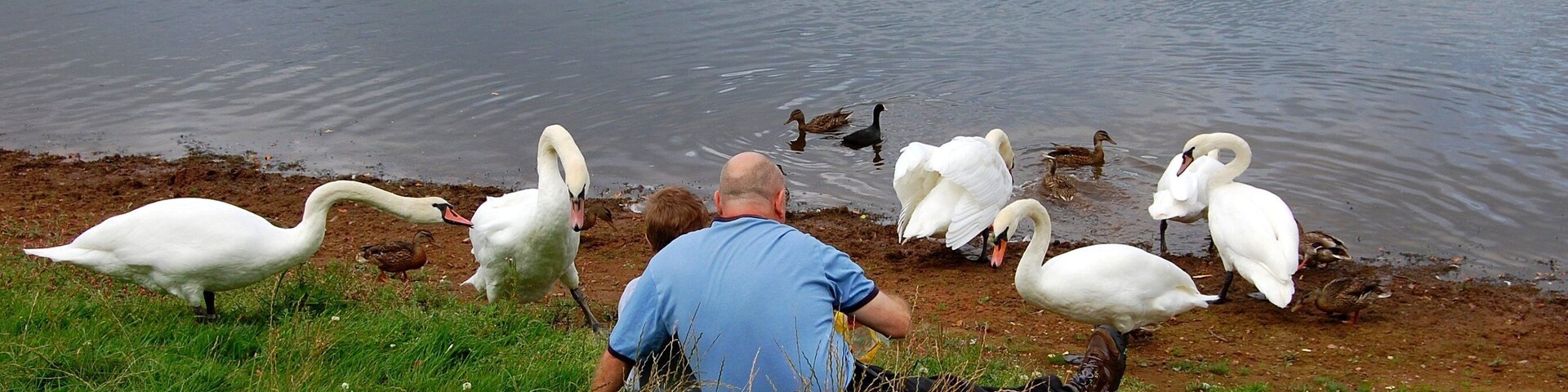 Taken in Croft nr Warrington Cheshire. Amazing attraction that a few slices of stale bread can provide.