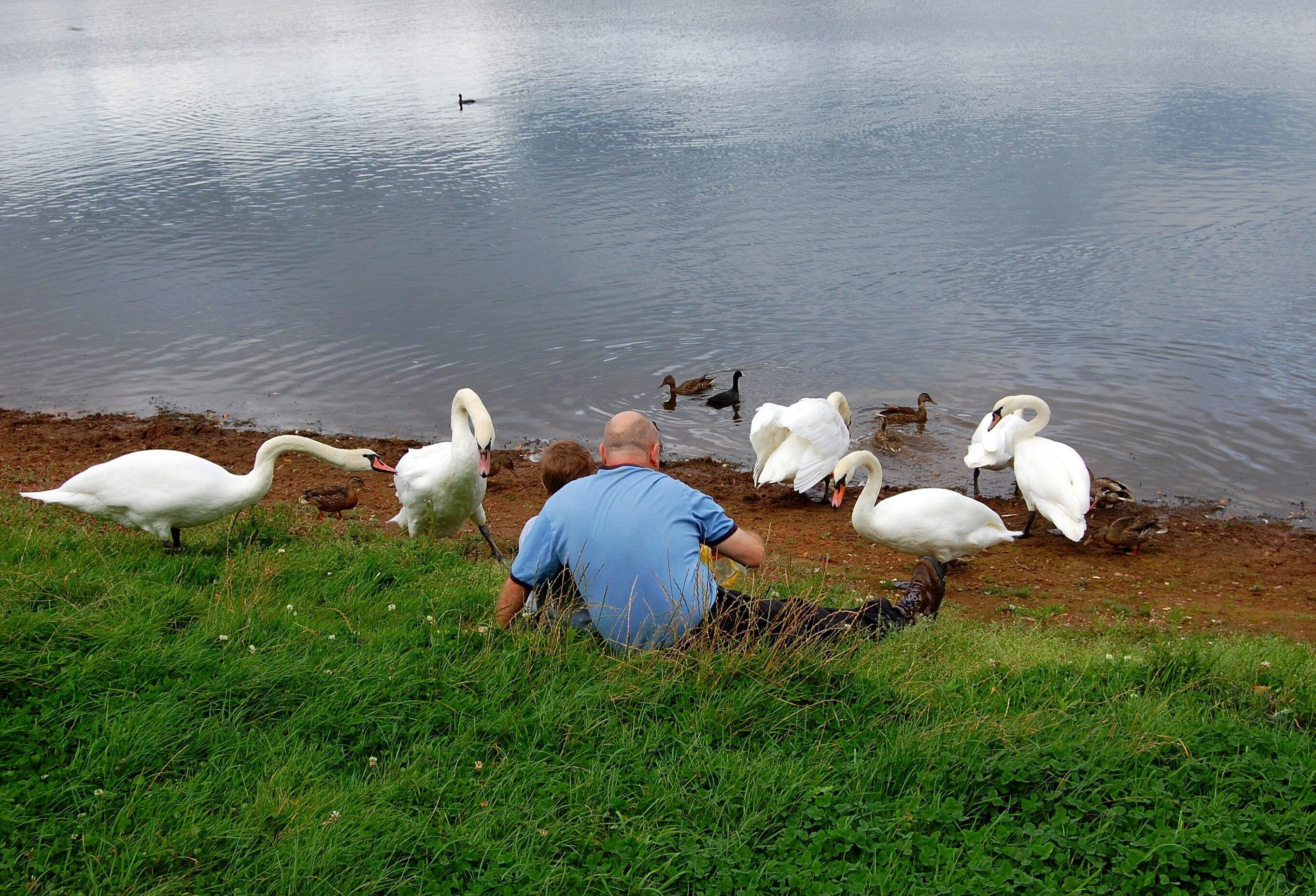 A man sitting by a lake with swans and ducks.