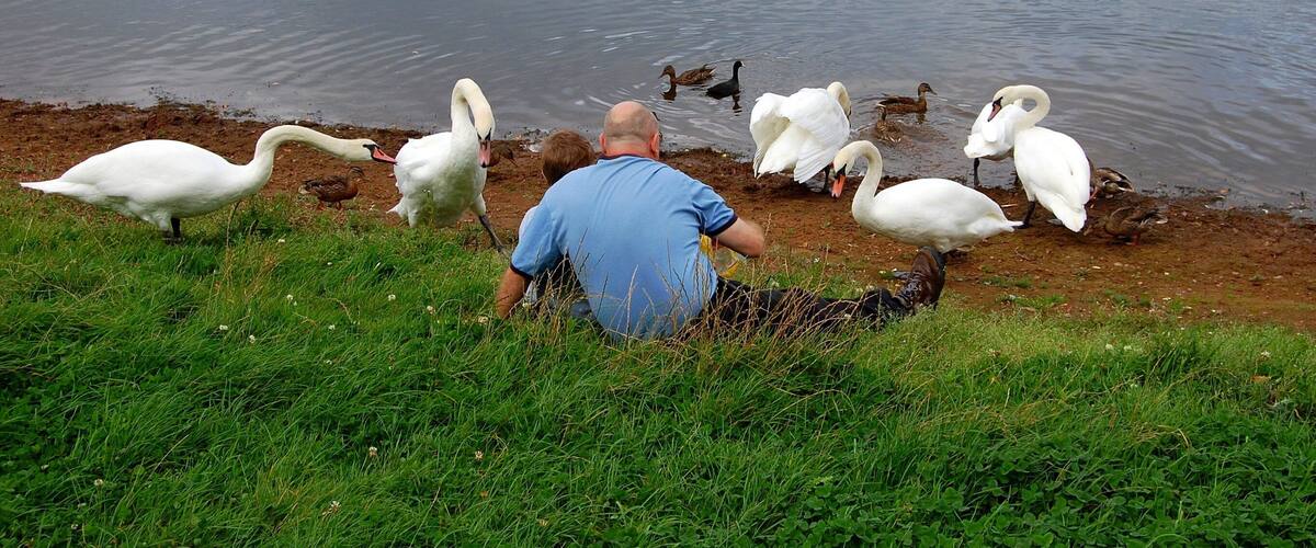 A man sitting by a lake with swans and ducks.
