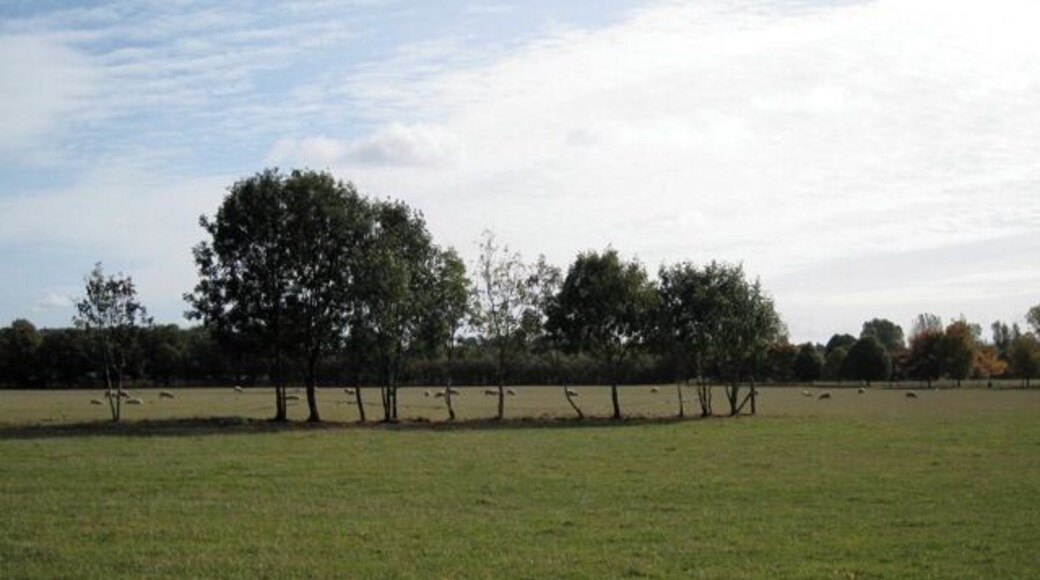 Trees retained by former road