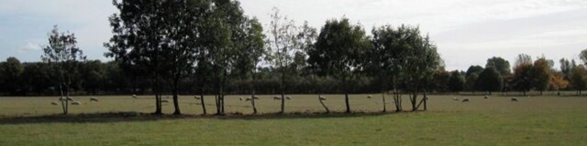 Trees retained by former road