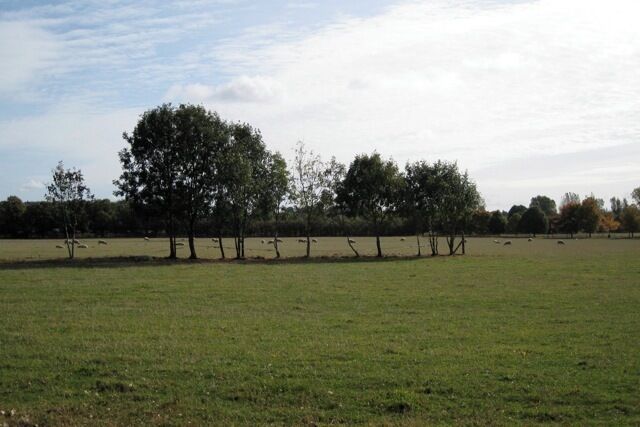 A grassy field with trees and a fence in the distance.
