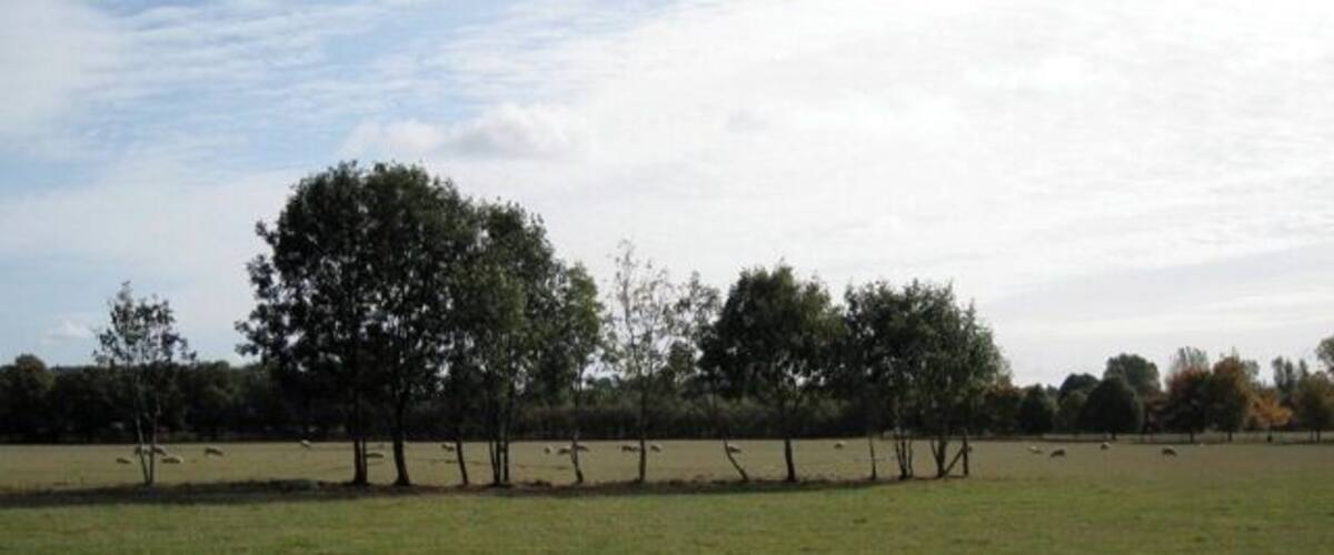 A grassy field with trees and a fence in the distance.