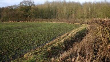 A cultivated field with rows of crops, a sloped terrain, and a forest in the background.
