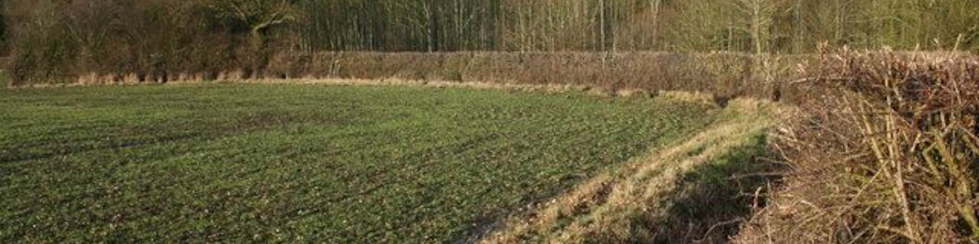Wellesbourne Wood View NW over field, along winter hedgerow, towards Wellesbourne Wood.