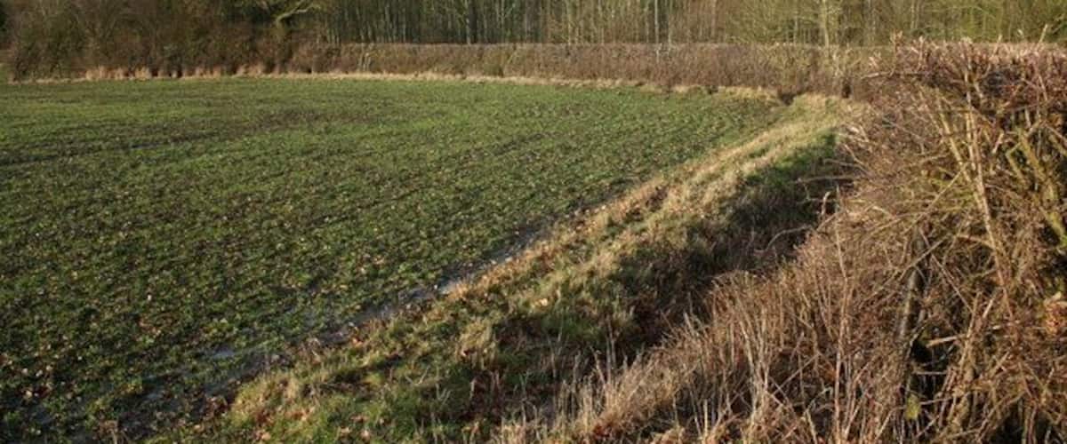 A cultivated field with rows of crops, a sloped terrain, and a forest in the background.
