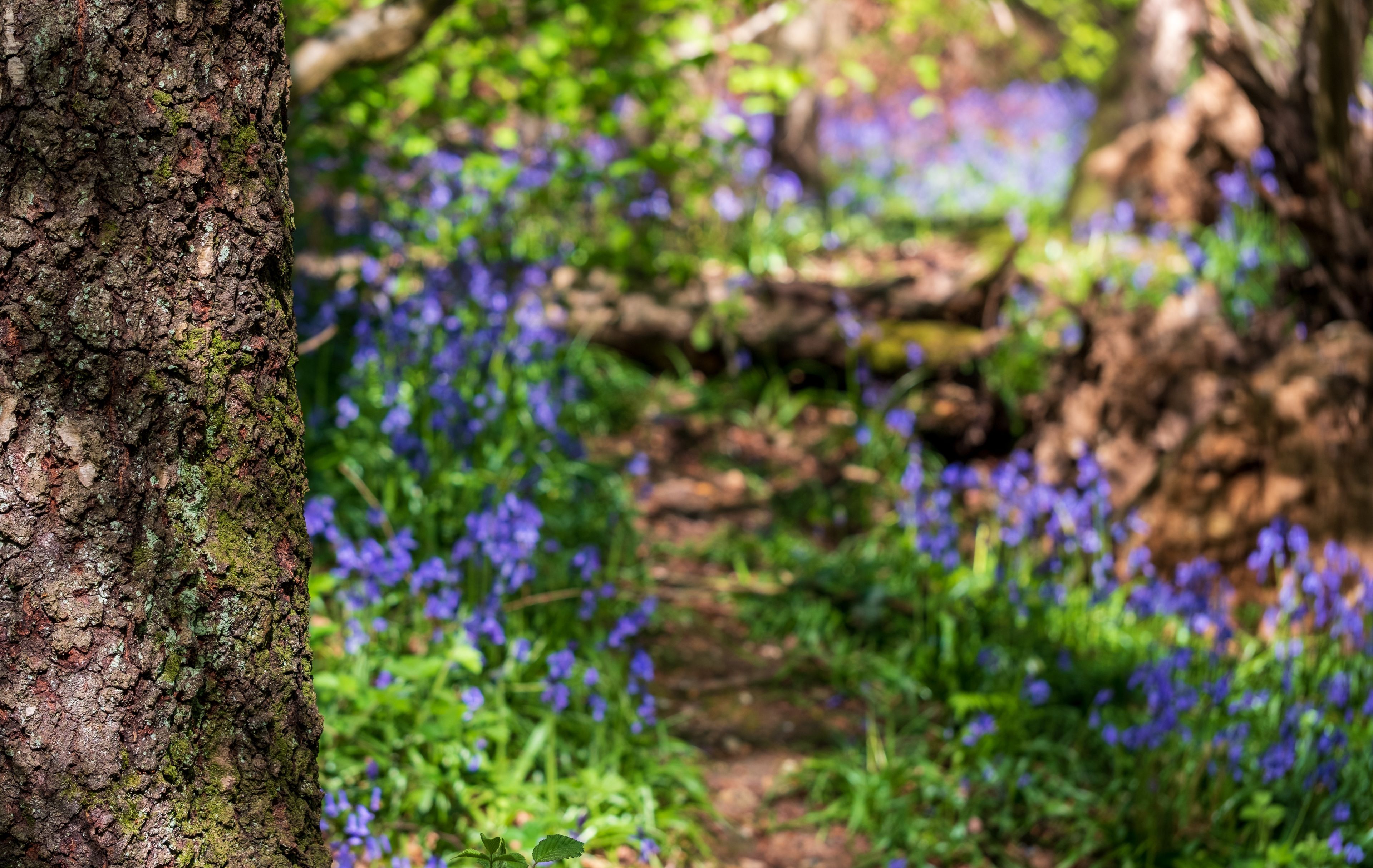 Un tronco de árbol con liquen y un sendero rodeado de flores silvestres azules.