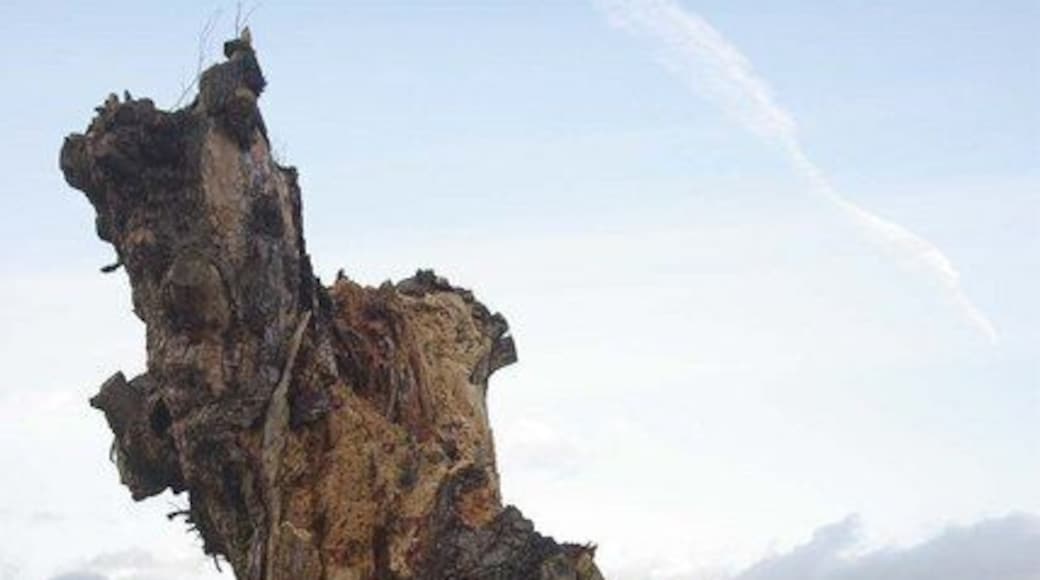 Woodpecker Feeding Station! This old trunk on The Grove golf course has been well investigated by woodpeckers