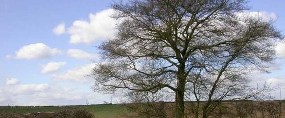 A rural landscape with a large tree, a dirt path, and a metal gate.