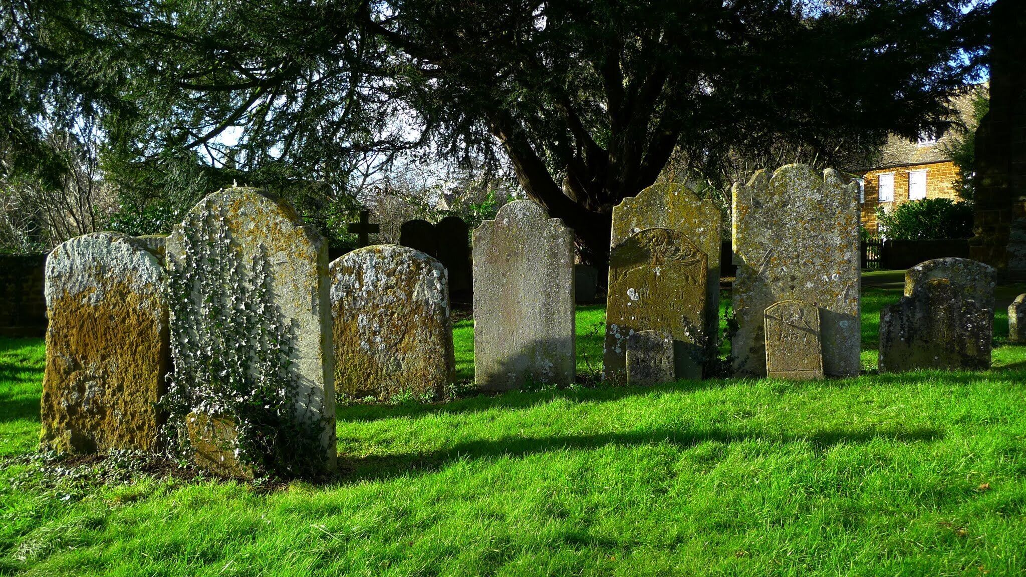 A cemetery with gravestones and a large tree in the background.